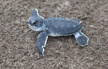Greenway Nature Tours2073