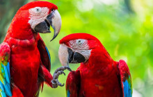Greenway Nature Tours2076
