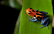 Greenway Nature Tours2077