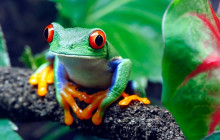 Greenway Nature Tours2085