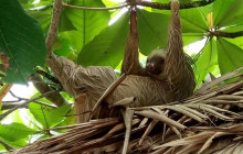 Greenway Nature Tours2093