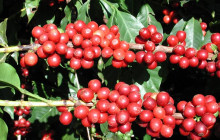Greenway Nature Tours2164