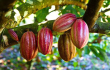 Greenway Nature Tours2230