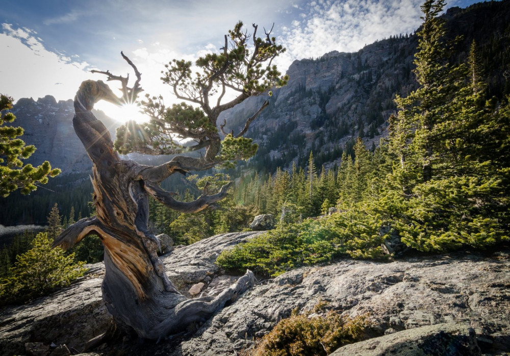 Private Twisted Trees Trail