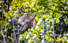 Greenway Nature Tours2276