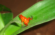 Greenway Nature Tours2286