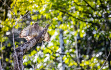 Greenway Nature Tours2316