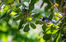 Greenway Nature Tours2350