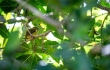 Greenway Nature Tours2352