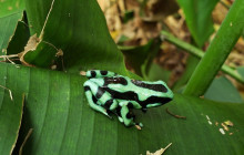 Greenway Nature Tours2408