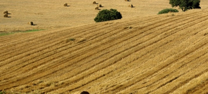 Golden Plains Shared Tour from Lisbon