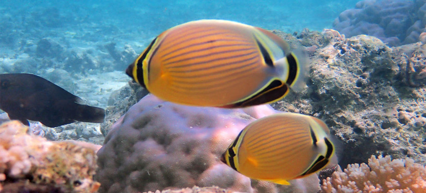 Small Group Half Day Sailing + Snorkel + Floating Bar