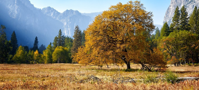 Yosemite and Giant Sequoias One Day Tour from San Jose