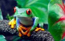 Greenway Nature Tours2588