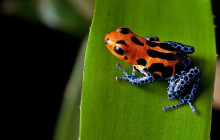 Greenway Nature Tours2589