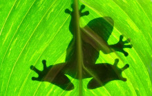 Greenway Nature Tours2590