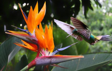 Greenway Nature Tours2591