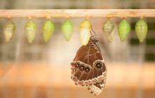 Greenway Nature Tours2594