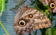 Greenway Nature Tours2598