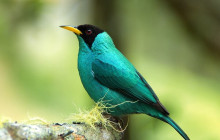 Greenway Nature Tours2604