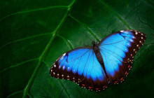 Greenway Nature Tours2606