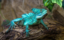 Greenway Nature Tours2608