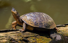 Greenway Nature Tours2609