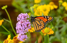 Greenway Nature Tours2616