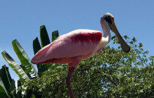 Greenway Nature Tours2920