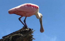 Greenway Nature Tours2921