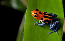 Greenway Nature Tours3004