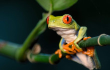 Greenway Nature Tours3160
