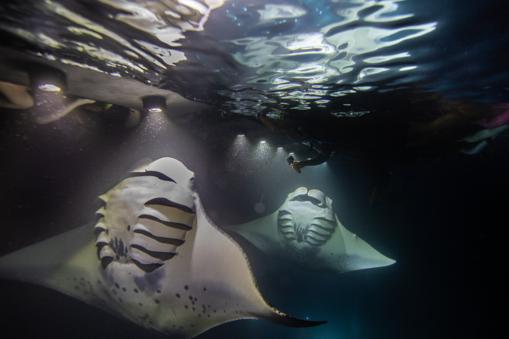 manta ray snorkel kona