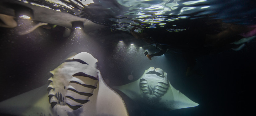 Second Manta Ray Night Snorkeling Tour