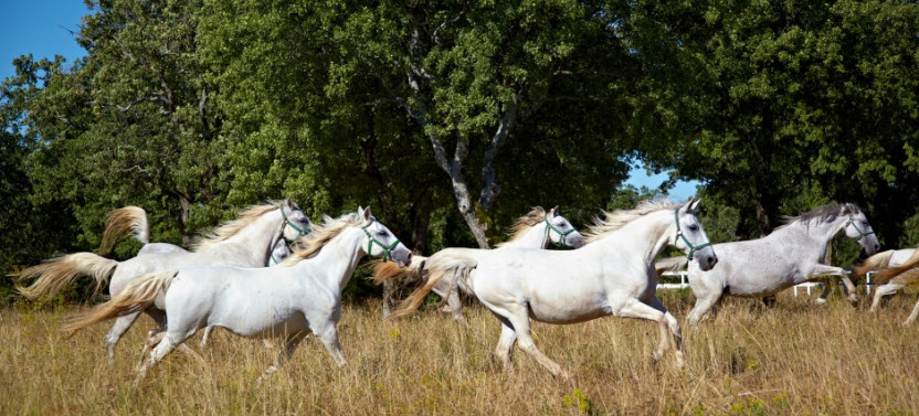 Private Tour to Lipica Stud Farm from Koper