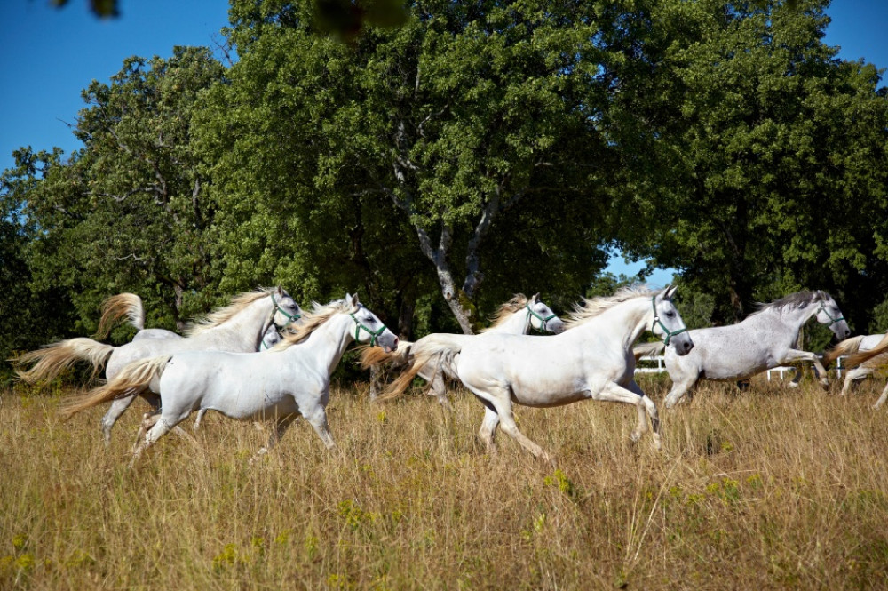 Private Tour to Lipica Stud Farm from Koper