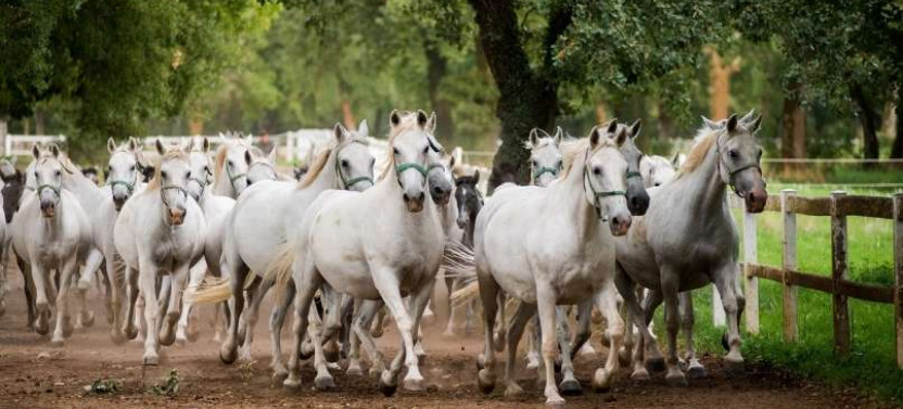 Private Tour to Lipica Stud Farm from Koper