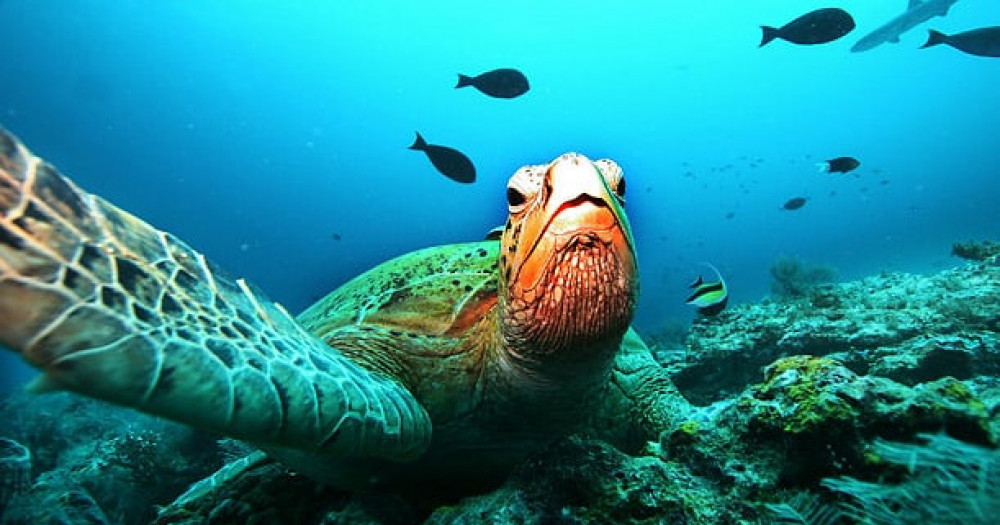 Private Marine Turtle Snorkel Tour