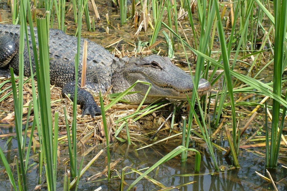 Private Honey Island Swamp Small Boat Tour