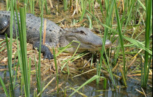 Honey Island Swamp Tours10