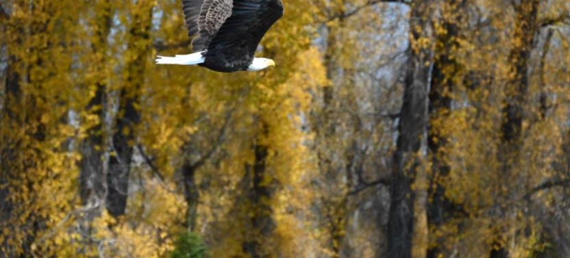 Snake River Scenic Float