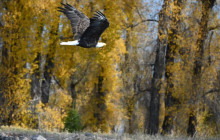 Teton Scenic Float Tours2