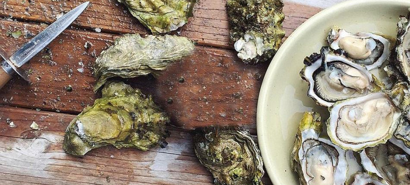 Private Peljesac Wine & Ston Oysters Tour