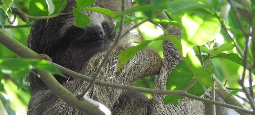 Sloth tour and Wildlife Encounter