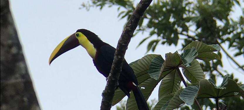 Sloth tour and Wildlife Encounter