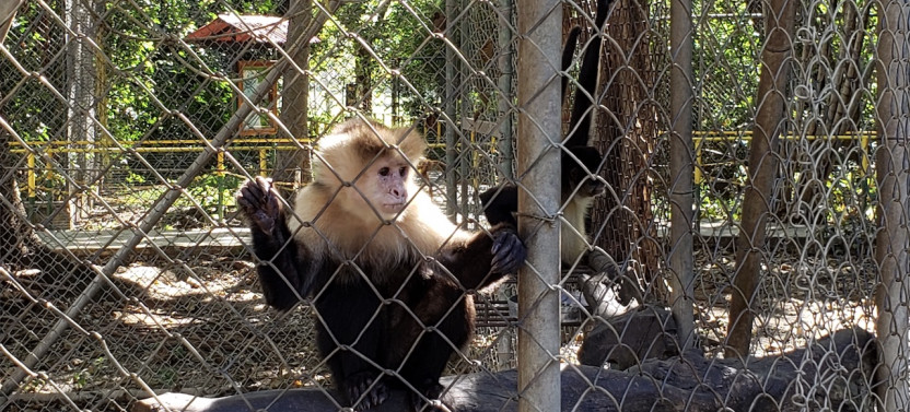 Animal Sanctuary and Waterfalls Tour