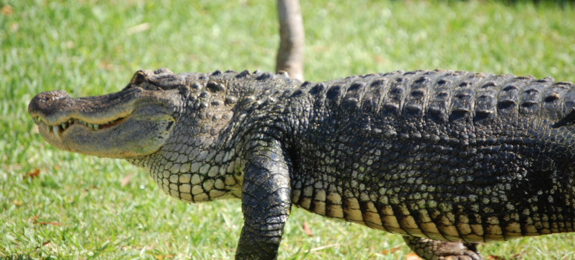 40-Minute Everglades Airboat Tour plus Wildlife Exhibits