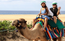 Los Cabos Camel Tour