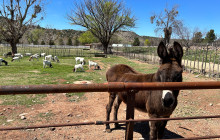 Wine Tours of Sedona9