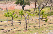 Wine Tours of Sedona16